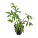 Alocasia 'Pink Passion'