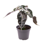 Alocasia Curly Bambino