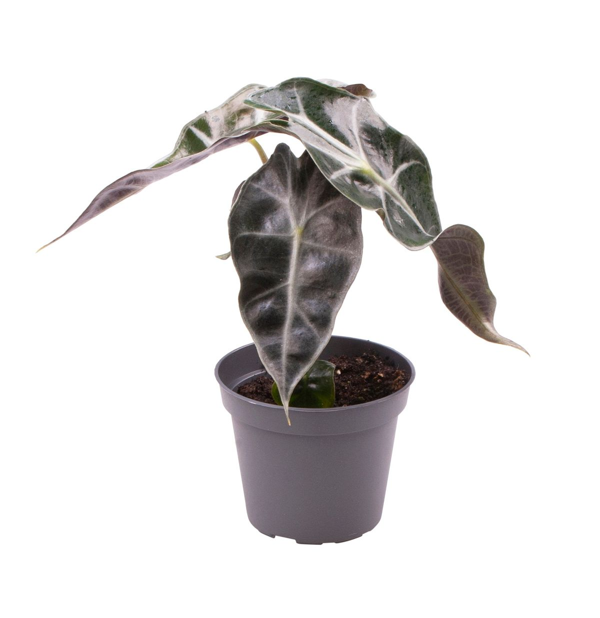 Alocasia Curly Bambino