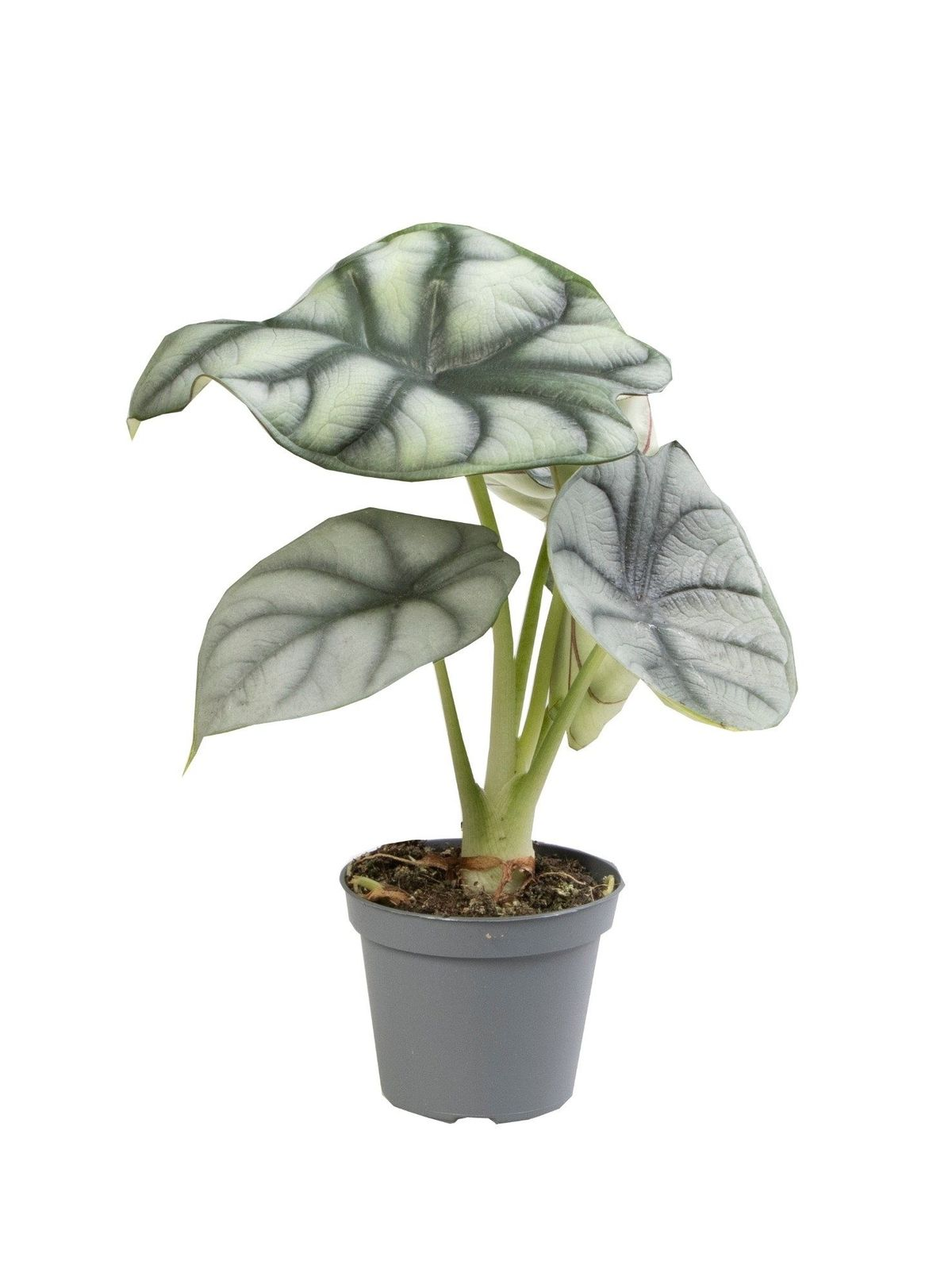 Alocasia Curly Bambino