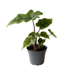 Alocasia Jacklyn
