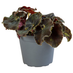 Begonia Rex Dark Mambo