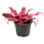 Cryptanthus Super Pink