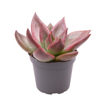 Echeveria Mars Galaxy®