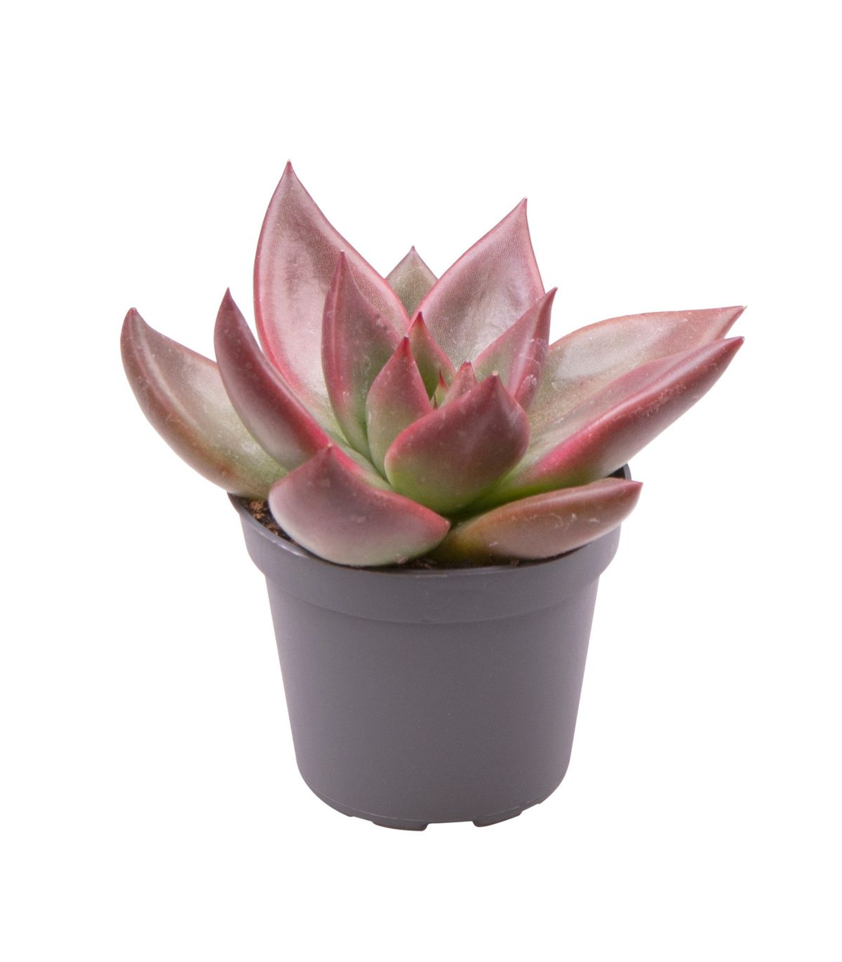 Echeveria Mars Galaxy®