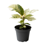 Ficus Elastica Schrijveriana