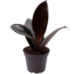 Ficus elastica 'Robusta'