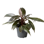 Philodendron Pink Princess Marble