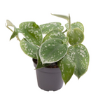Philodendron Scandens Pictus
