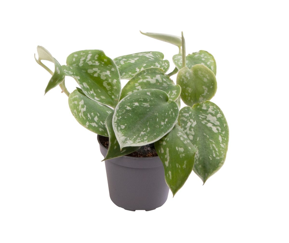 Philodendron Scandens Pictus