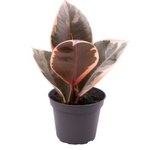 Ficus elastica 'Tineke'