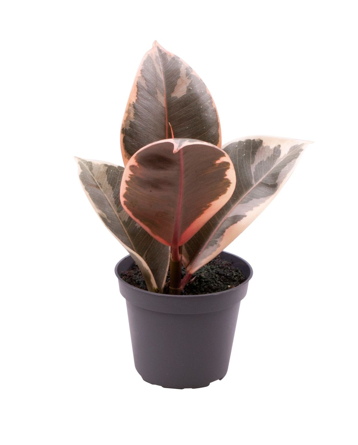 Ficus elastica 'Tineke'