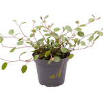 Muehlenbeckia Complexa