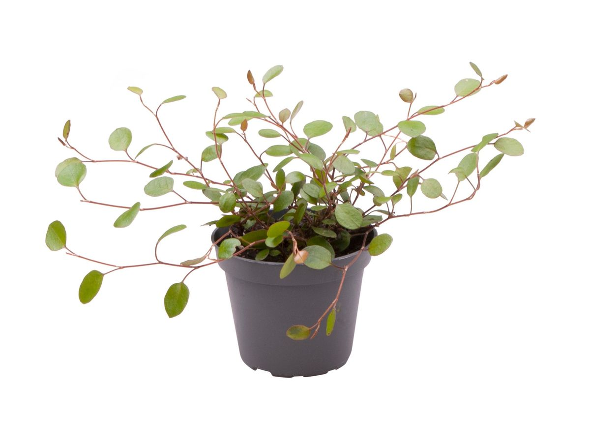 Muehlenbeckia Complexa