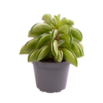 Peperomia Fire Sparks