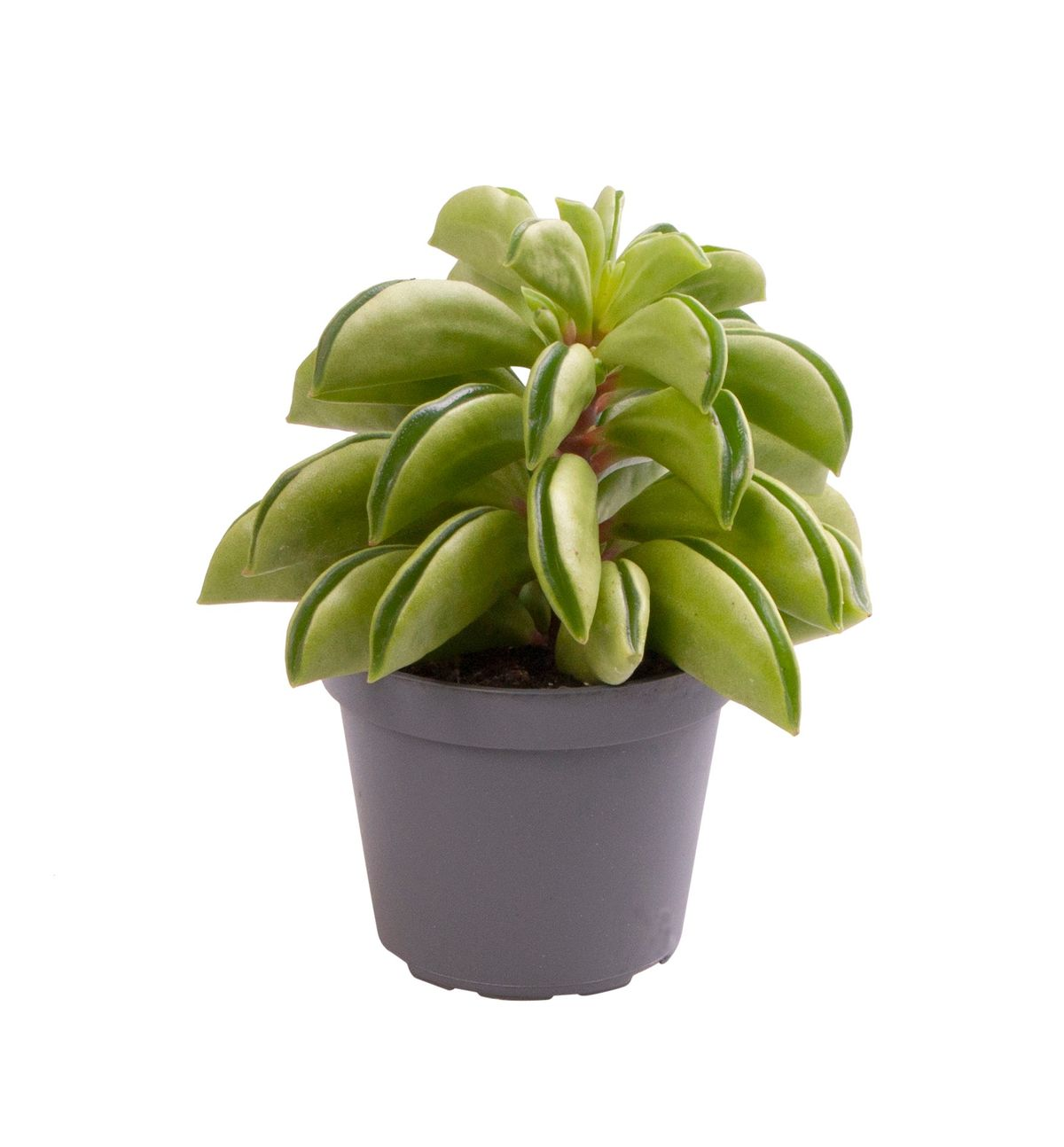 Peperomia Fire Sparks