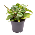 Peperomia 'Pixie'