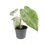 Alocasia Macrorrhizos Camouflage