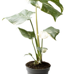 Monstera Thai Constellation