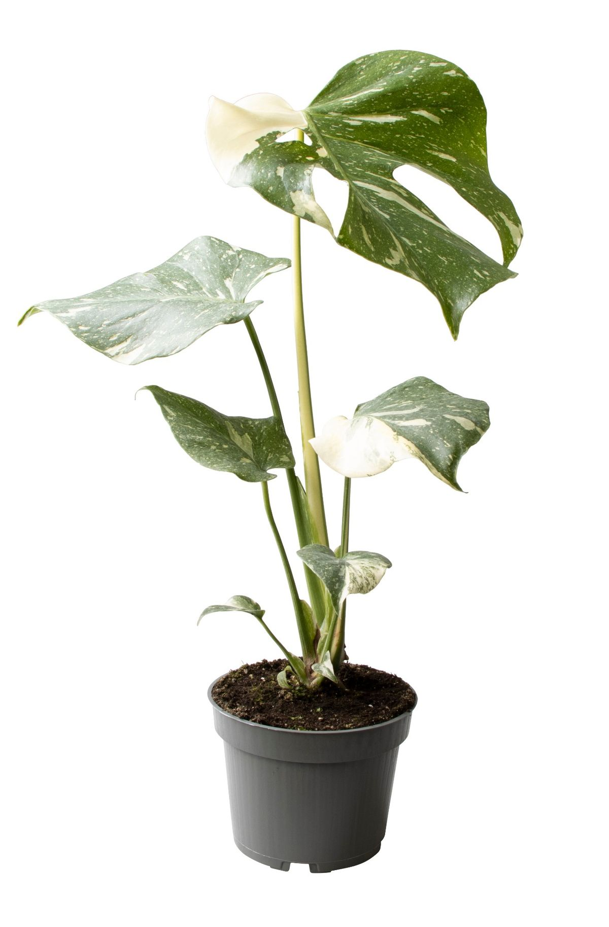 Monstera Thai Constellation