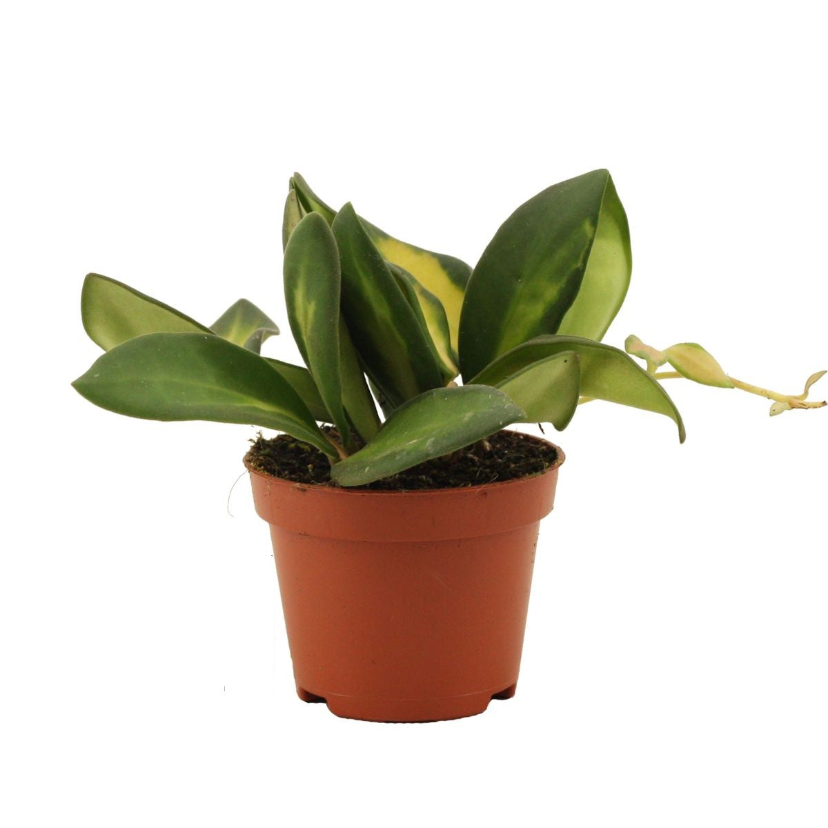 Hoya Burtoniae variegata