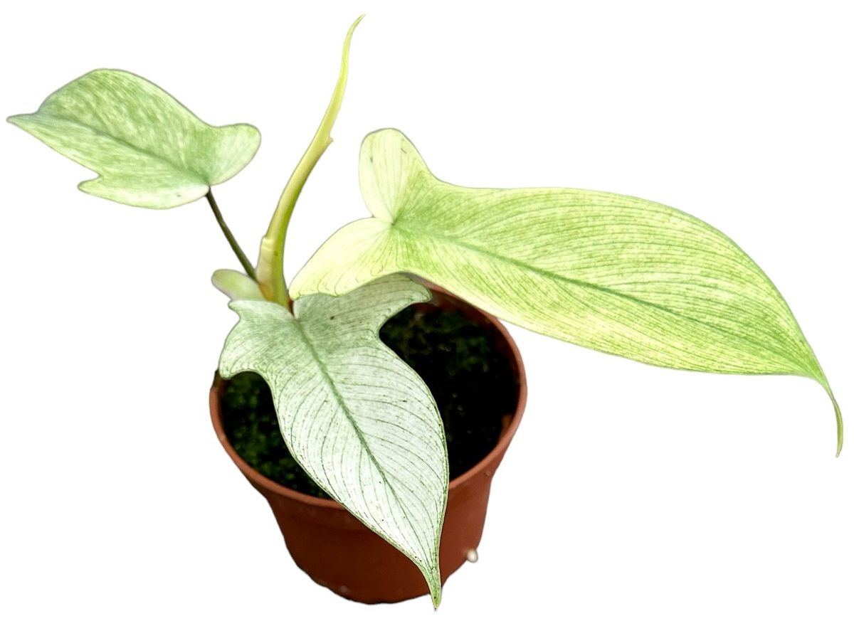 Philodendron Florida Ghost