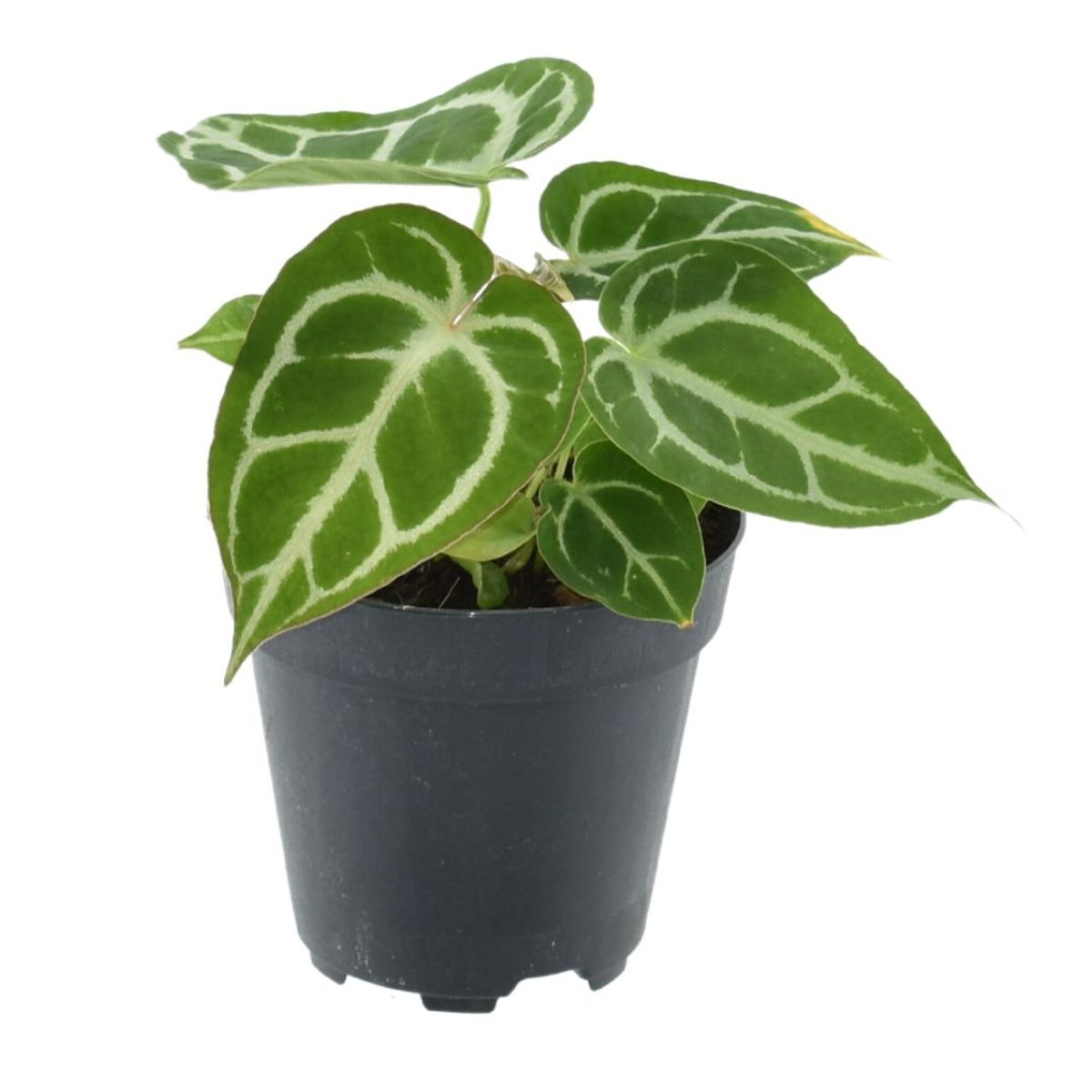 Anthurium Chrystallinum