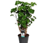 Polyscias Roble (vertakt)
