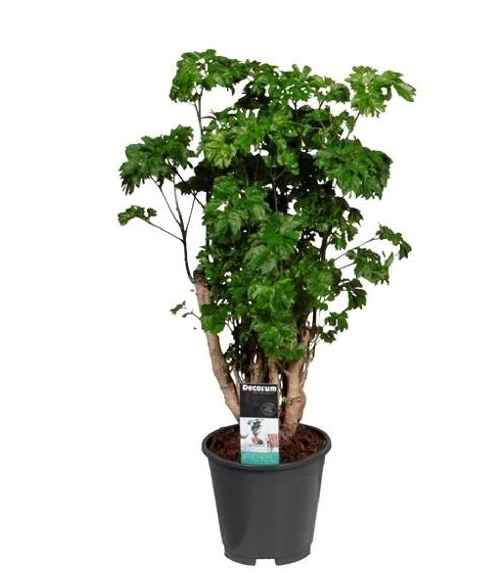 Polyscias Roble (vertakt)