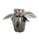 Pilea Norfolk
