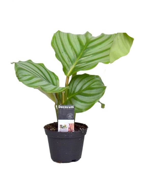 Calathea Orbifolia