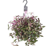 Tradescantia Fluminensis Quadricolor
