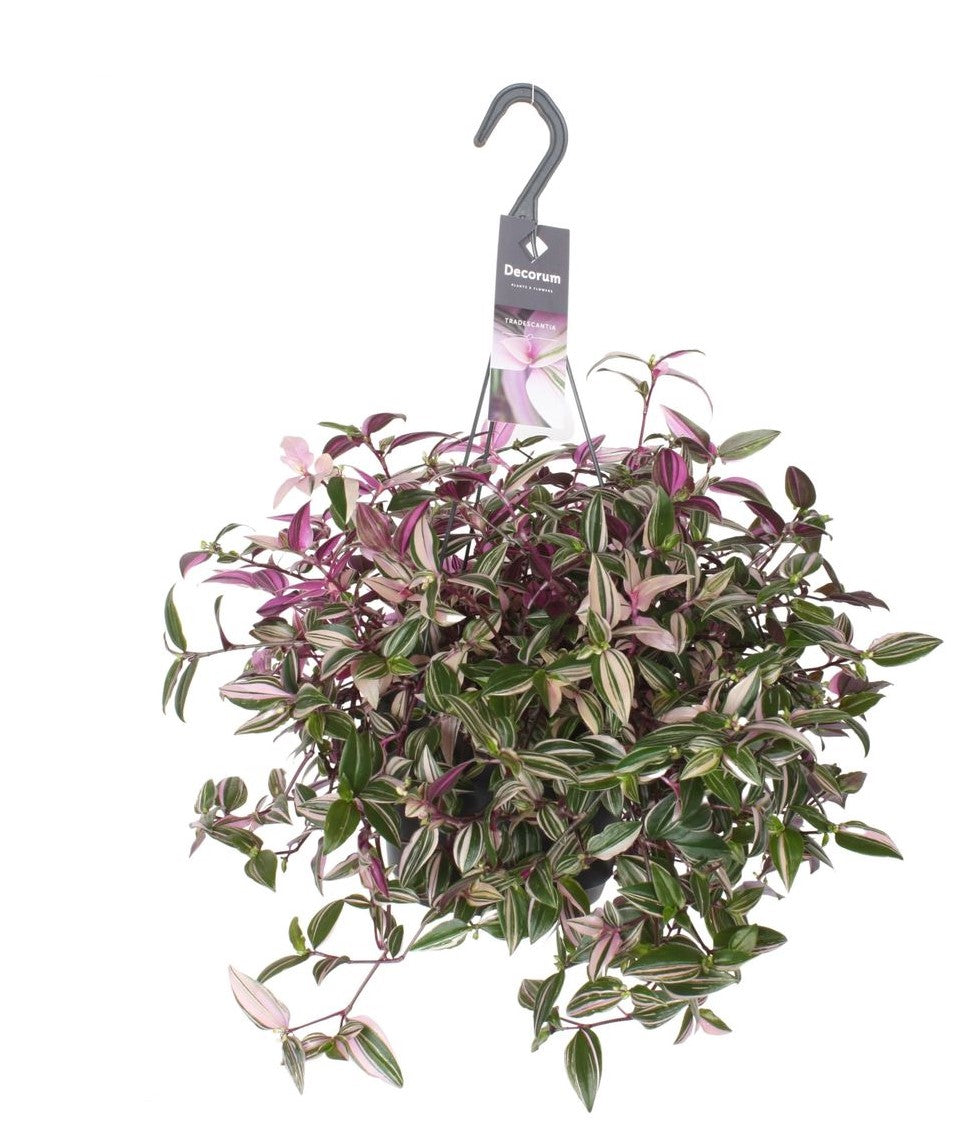 Tradescantia Fluminensis Quadricolor