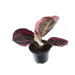 Calathea Princess Jessie