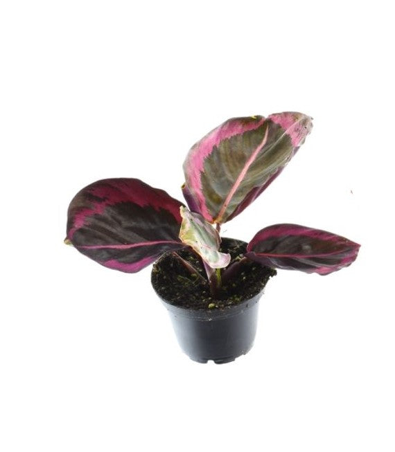 Calathea Princess Jessie