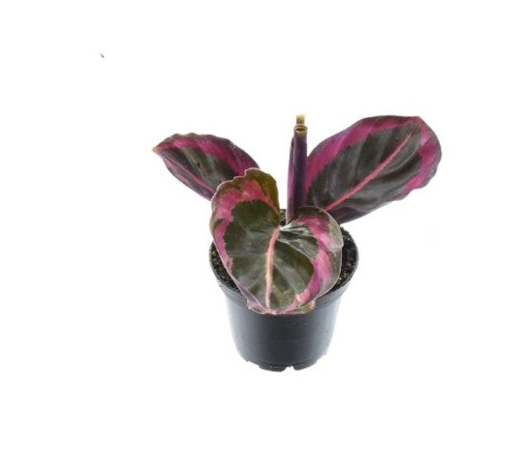 Calathea Princess Jessie