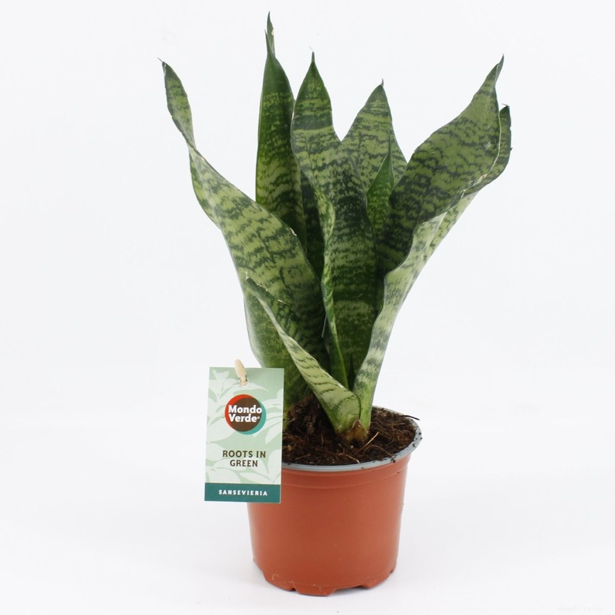 Sansevieria Black Coral