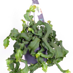 Epiphyllum guatamalense