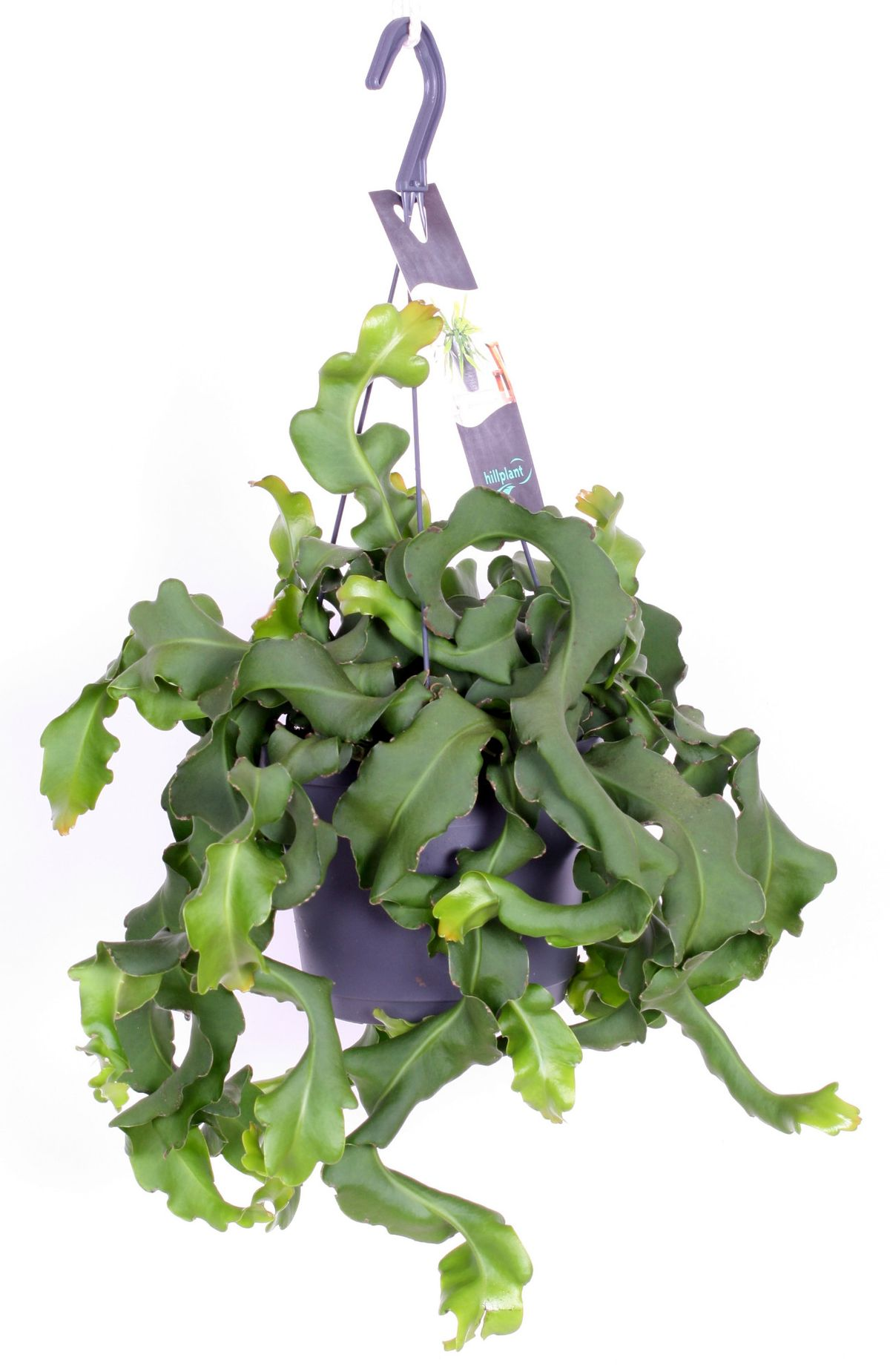 Epiphyllum guatamalense