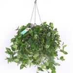 Tradescantia Green Hill