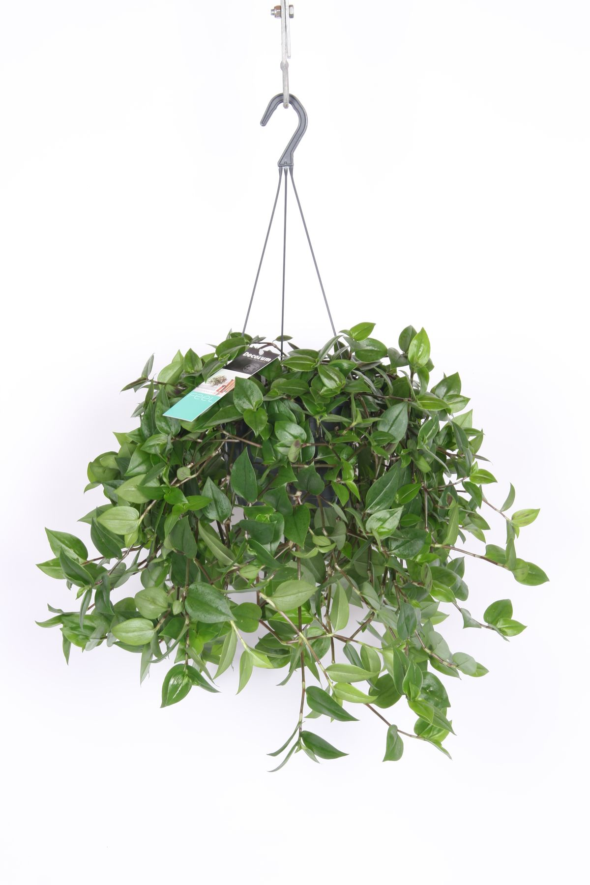 Tradescantia Green Hill