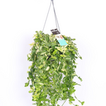 Tradescantia Yellow Hill