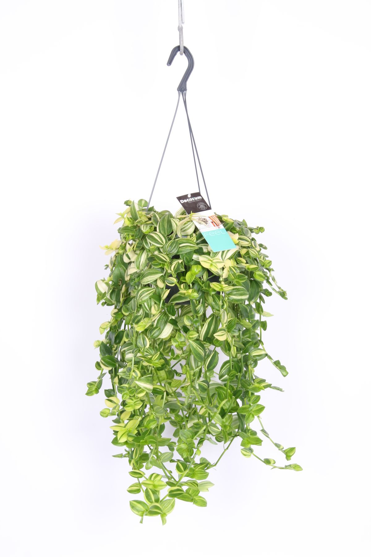 Tradescantia Yellow Hill