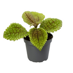 Pilea Moonvalley