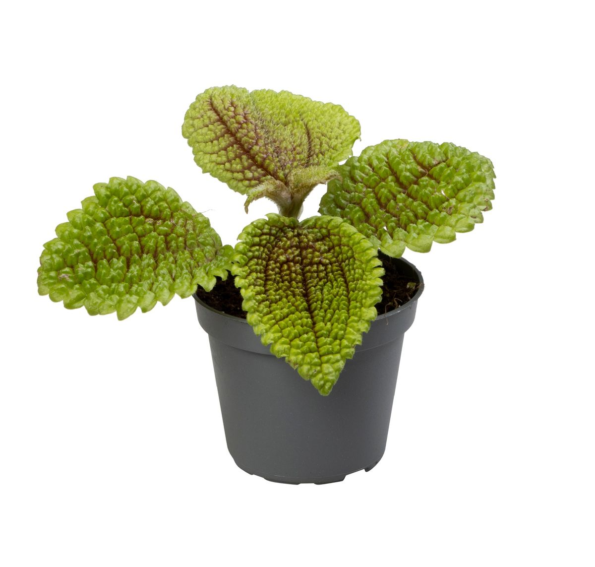 Pilea Moonvalley
