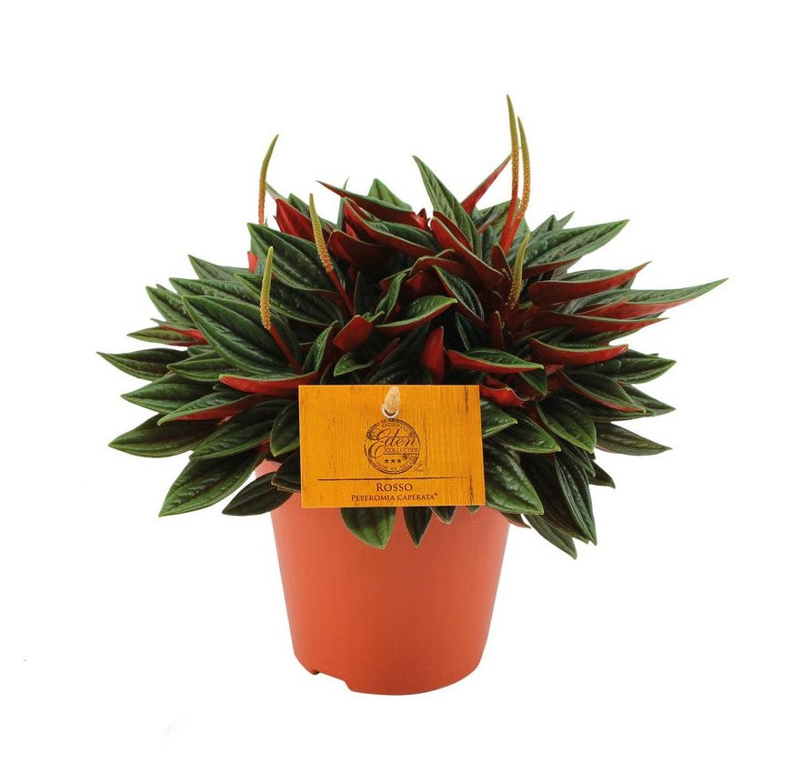 Peperomia Rosso