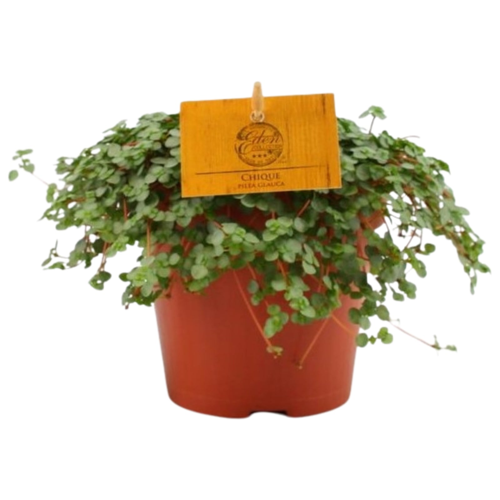 Pilea glaucophylla 'Greyzy'