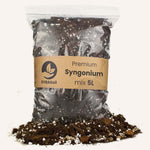 Syngonium mix 5L