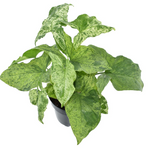 Syngonium Mottled