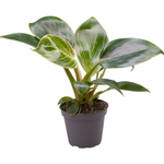 Philodendron White Measure